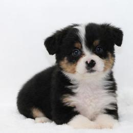 Female 4 - Black tri female Miniature American Shepherd puppy in Childress, Texas from Taylor Farms