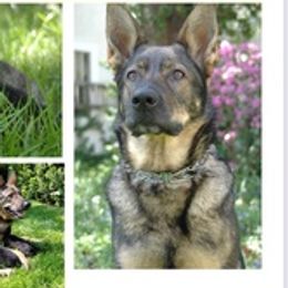German Shepherds from German Shepherd Sables