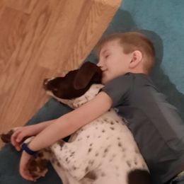 German Shorthaired Pointer All Grown Up from Edonja German Shorthaired Pointers