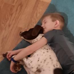 German Shorthaired Pointer All Grown Up from Edonja German Shorthaired Pointers
