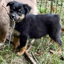 Marvel - Black tri male Miniature Australian Shepherd puppy in Patterson, North Carolina from DreamLine Aussies