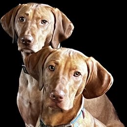 Vizsla All Grown Up from Encore Vizsla