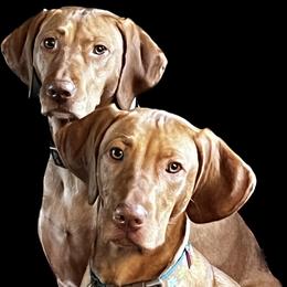 Vizsla All Grown Up from Encore Vizsla