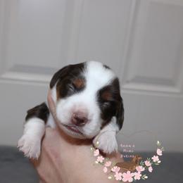 S'mores AKC - Piebald male Dachshund puppy in Pope, Mississippi from Anna’s Mini Doxies