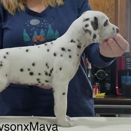 Dalmatian Puppies from Rhapsody Dalmatians