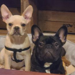 French Bulldogs from Aalachian Frenchies