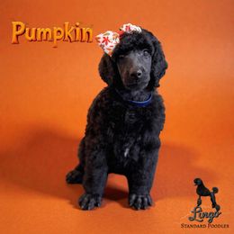 Pumpkin - Black female Poodle puppy in Nederland, Texas from Lingo Standard Poodles