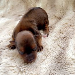 Toy Australian Shepherd and Yorkshire Terrier Puppies from DK’s Littles & Co