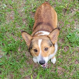 Copper - Pembroke Welsh Corgi