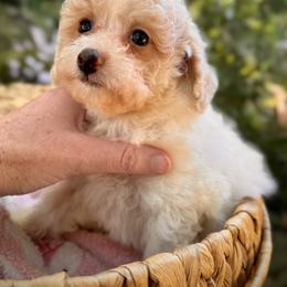 Tinker Bell - Parti female Poodle puppy in Vacaville, California from Starlight Goldendoodles