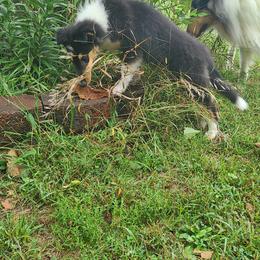 Collie Puppies from LeAnne Dobbins