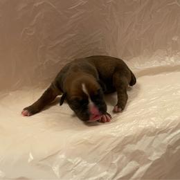 Violet Delancey - Fawn female Boxer puppy in Willard, North Carolina from Boone’s Boxers of North Carolina