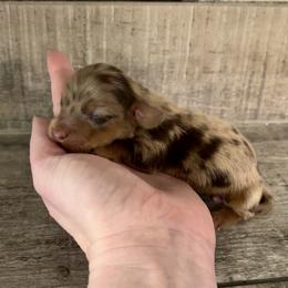 Luna - Dapple female Dachshund puppy in Homestead, Florida from Florida Mini Dachshunds
