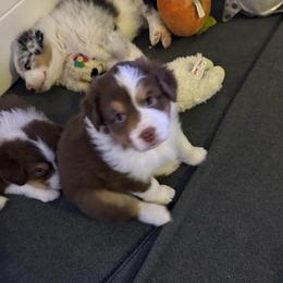 Milan - Red tri-color female Australian Shepherd puppy in Liberty Hill, Texas from Emerald Isle Australian Shepherds