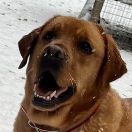 Autumn - Golden Retriever