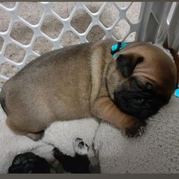Pugs from Designer Paws