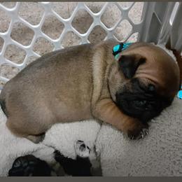Pugs from Designer Paws