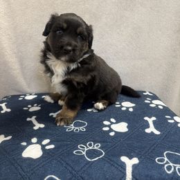 Hedwig - Black tri-color female Australian Shepherd puppy in Smithfield, Utah from C&C Ranch