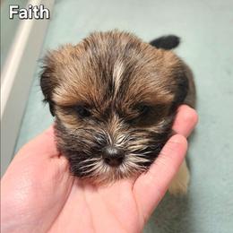 Faith - Brown female Lhasa Apso puppy in Jefferson, New York from Absolute Lhasa Love