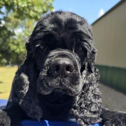 Tommy - Cocker Spaniel