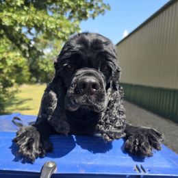 Tommy - Cocker Spaniel