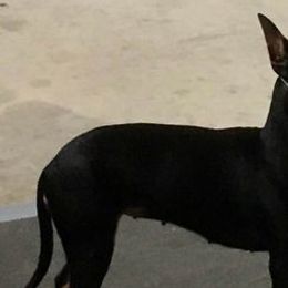 Manchester Terriers from Paradise Ranch