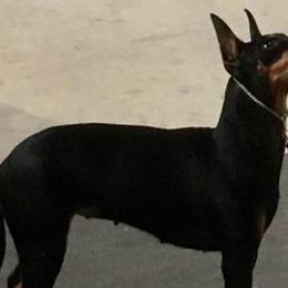 Manchester Terriers from Paradise Ranch