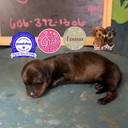 Emma - Wild boar female Dachshund puppy in Livingston, Kentucky from Illyria Dox & GSD
