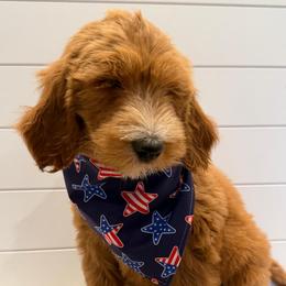 Black Collar Boy - Apricot male Goldendoodle puppy in San Augustine, Texas from Vintage Doodles
