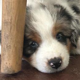 Meggy - Blue merle female Miniature Australian Shepherd puppy in Shingle Springs, California from Dream Dog Mini Aussies