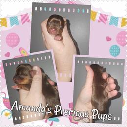 Chocolate Female - Chocolate and tan female Yorkshire Terrier puppy in Wartburg, Tennessee from Amanda's Precious Pups