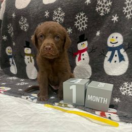 Yellow Dot - Brown male Chesapeake Bay Retriever puppy in Wisconsin Dells, Wisconsin from Kilbourn Chesapeakes