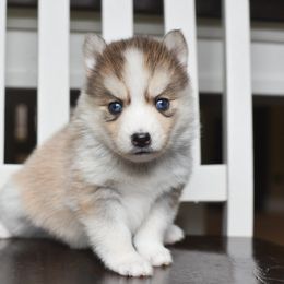 Peep - Gray and white female Pomsky puppy in Coos Bay, Oregon from Precious Pomskies