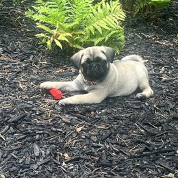 Pug Puppies from Vaubel Country Pugs