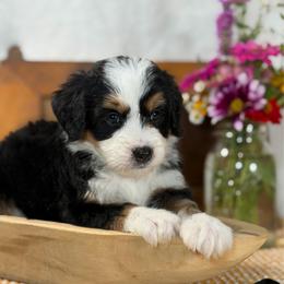 Black girl - Tri-color female Bernedoodle puppy in Waukesha, Wisconsin from Bernedoodle Boutique (and Cavapoos)