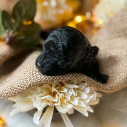 Beau - Black male Poodle puppy in Chapel Hill, North Carolina from Cyndi’s Poodles