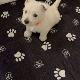 Boy 4 - White male West Highland White Terrier puppy in Red Rock, Texas from Alchemy Farms