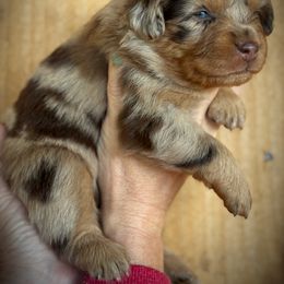 Calico - Red merle female Toy Australian Shepherd puppy in Virginia from P3 Kennel