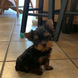 Yorkshire Terrier Puppies from Chikito's Yorkies