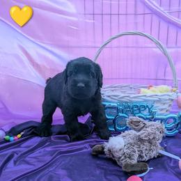Moose - Black male Giant Schnauzer puppy in Noel, Missouri from Riesenschnauzers von Reh Bach