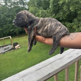 Cane Corso Puppies from Gentle giant kennels