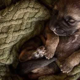 German Shepherd Puppies from Platz German Shepherds