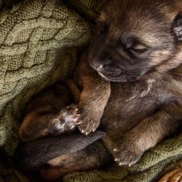 German Shepherd Puppies from Platz German Shepherds