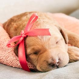 Goldendoodle Puppies from Table Rock Legacy Doodles
