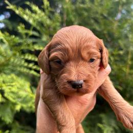 G1 - Red female Cockapoo puppy in Strasburg, Pennsylvania from Dana's Domain Cockapoos