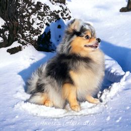 Bella - Pomeranian