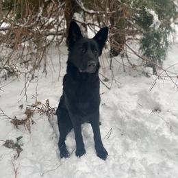 German Shepherd puppies from Semper Fi K9 Montana