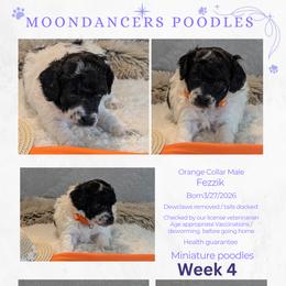 Orange Collar Male Miniature Poodle Fezzik - Parti male Poodle puppy in Lillian, Alabama from Moondancers Poodles