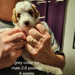 Grey collar Ira - Parti male Goldendoodle puppy in Fairmount, Indiana from Capens' Doodles,Poodles and Poo's