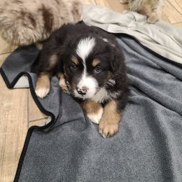 Australian Shepherd Puppies from Whitfarm Aussies